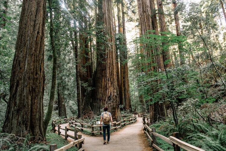 A man in a forest of trees, representing the journey of life..